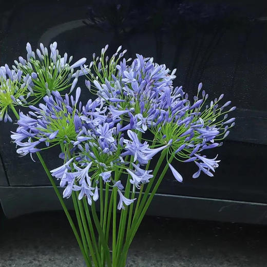 爱情花百子莲10支 商品图1