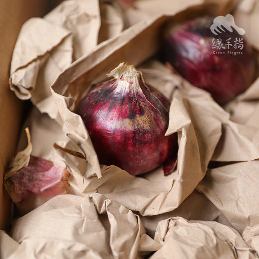 生态河南洋葱 | 合作生产* Eco- onion | Coproduction 商品图5