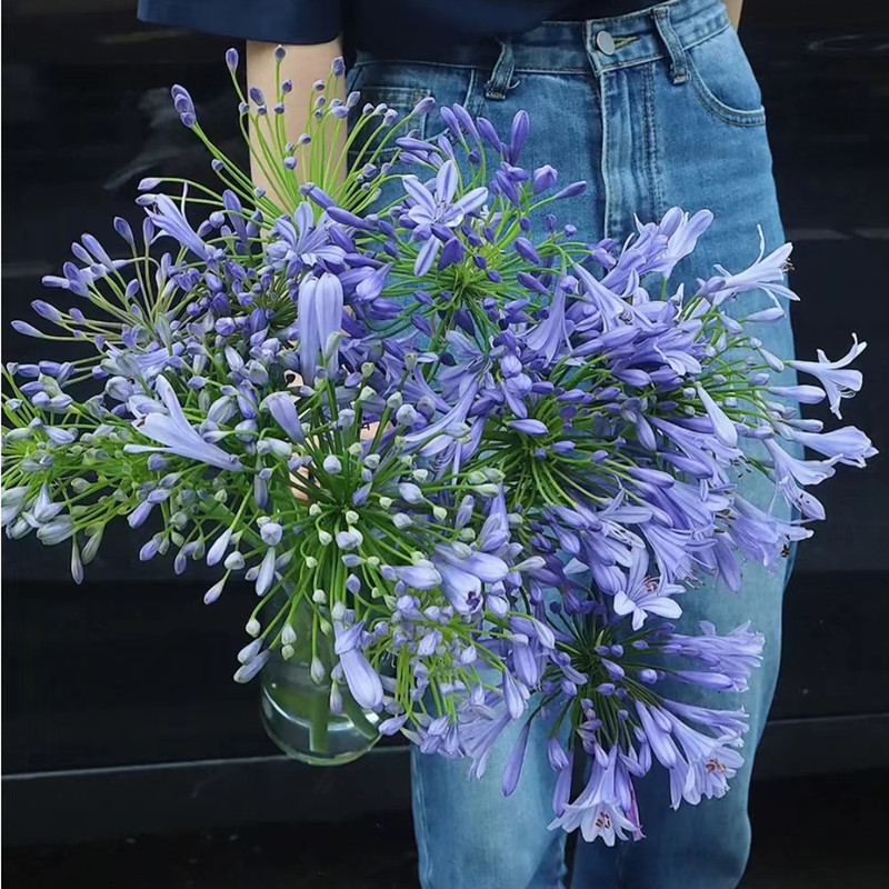 爱情花百子莲10支