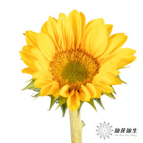 向日葵  |  迷你绿心黄金眼