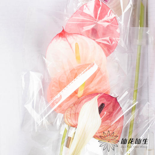 掌 | 混色【5度以下低温地区不建议购买 ，轻微瑕疵不售后】 商品图1