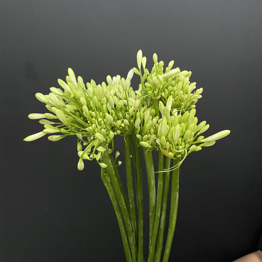 爱情花百子莲10支 商品图11