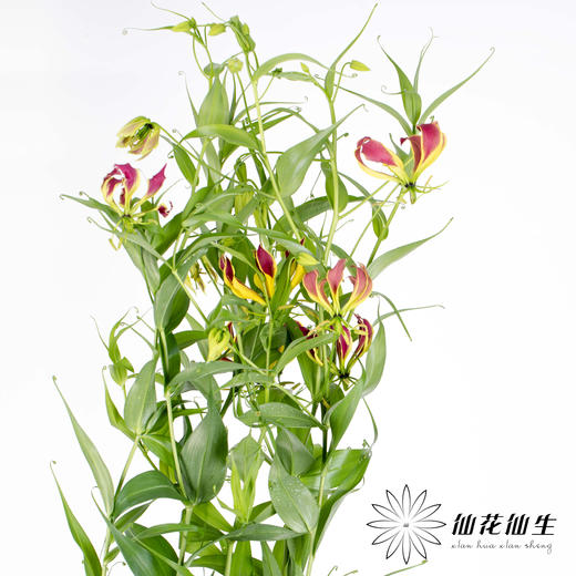 配花 | 嘉兰混色 商品图3