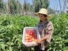健源农场 酵素生态种植西红柿，露天番茄 品种：京粉 商品缩略图5