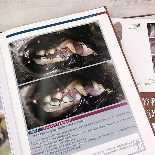 (仓发) 猫口腔和牙科病理图谱/化学工业出版社/[西]哈维尔·科拉多斯·索托（Javier,Collados,Soto）　/9787122381576 商品图6