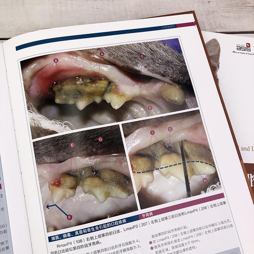 (仓发) 猫口腔和牙科病理图谱/化学工业出版社/[西]哈维尔·科拉多斯·索托（Javier,Collados,Soto）　/9787122381576 商品图8