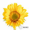 向日葵  |  迷你绿心黄金眼 商品缩略图3
