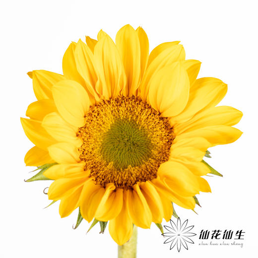 向日葵  |  迷你绿心黄金眼 商品图3