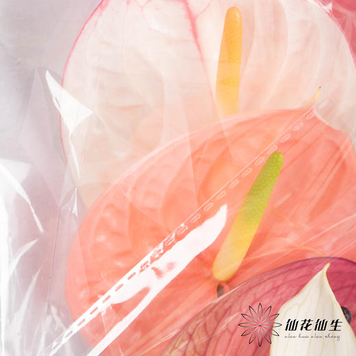 掌 | 混色【5度以下低温地区不建议购买 ，轻微瑕疵不售后】 商品图3