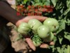 健源农场 酵素生态种植西红柿，露天番茄 品种：京粉 商品缩略图6