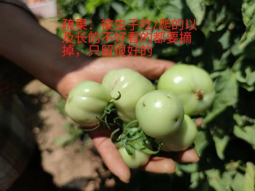 健源农场 酵素生态种植西红柿，露天番茄 品种：京粉 商品图6