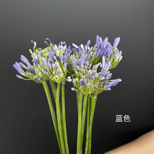 爱情花百子莲10支 商品图8