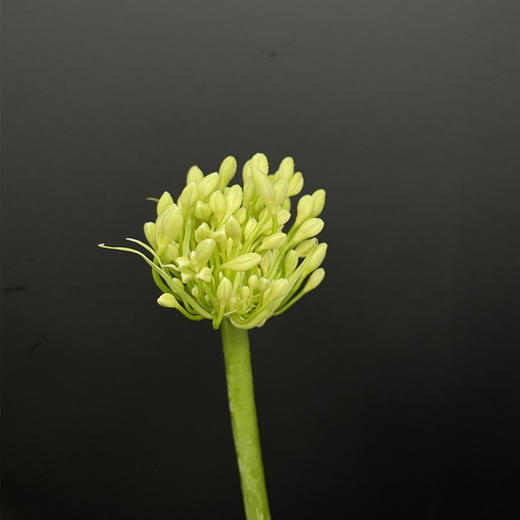 爱情花百子莲10支 商品图10