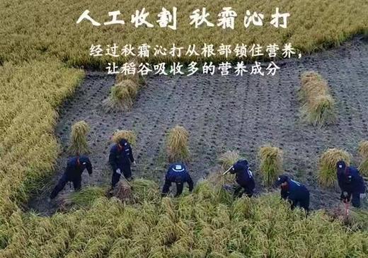 HEB五常稻花香5kg/袋 商品图8