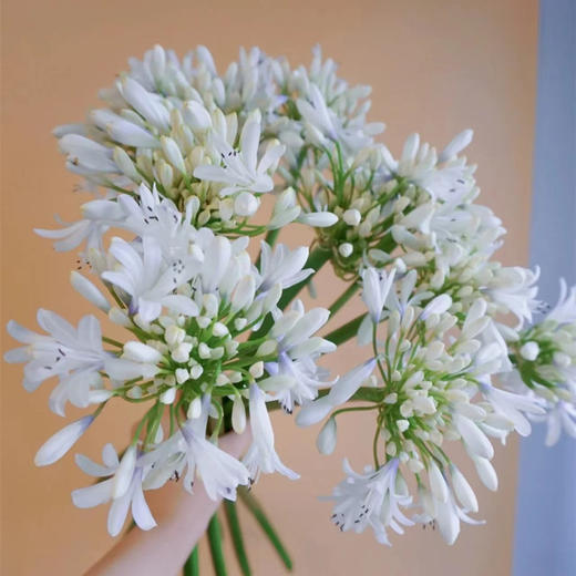 爱情花百子莲10支 商品图4