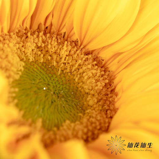 向日葵  |  迷你绿心黄金眼 商品图1