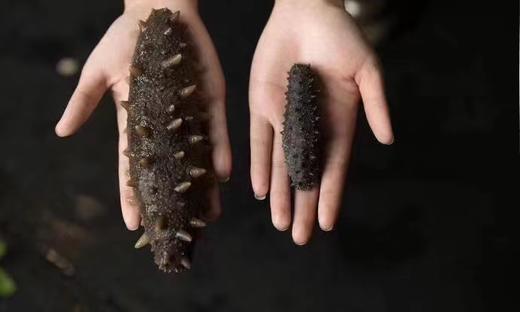 央珍即食海参10根/盒（大连海洋岛珍品海参） 商品图5