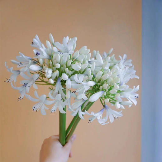 爱情花百子莲10支 商品图5