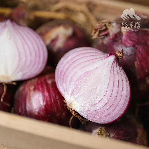 生态河南洋葱 | 合作生产* Eco- onion | Coproduction 商品图4