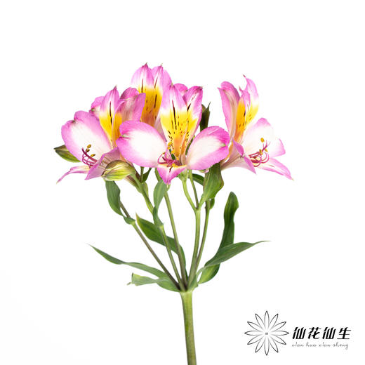 配花 | 六出花紫边 商品图5