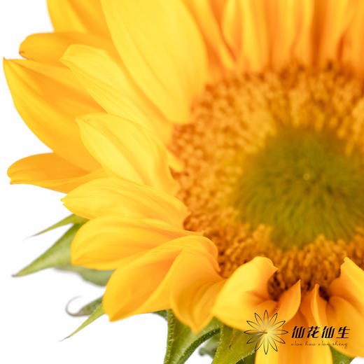 向日葵  |  迷你绿心黄金眼 商品图2