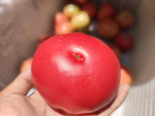 健源农场 酵素生态种植西红柿，露天番茄 品种：京粉 商品图7
