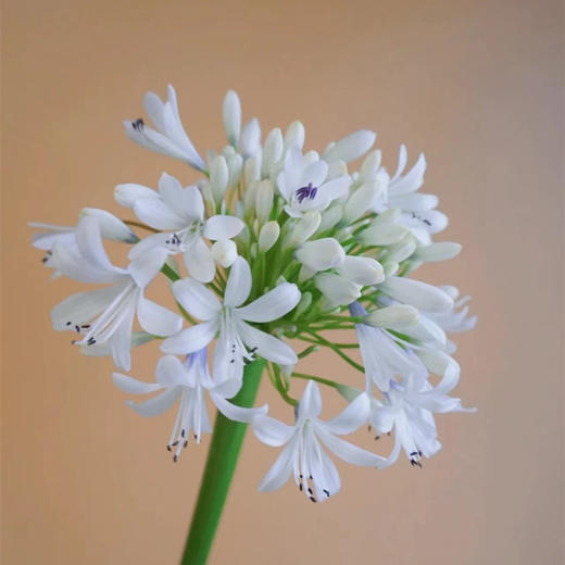 爱情花百子莲10支 商品图6