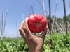健源农场 酵素生态种植西红柿，露天番茄 品种：京粉 商品缩略图0