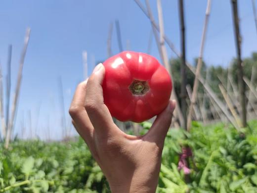 健源农场 酵素生态种植西红柿，露天番茄 品种：京粉 商品图0