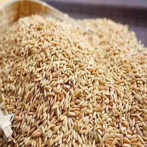 HEB五常长粒香大米5kg/袋 商品图10