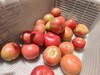 健源农场 酵素生态种植西红柿，露天番茄 品种：京粉 商品缩略图9