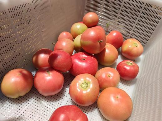 健源农场 酵素生态种植西红柿，露天番茄 品种：京粉 商品图9