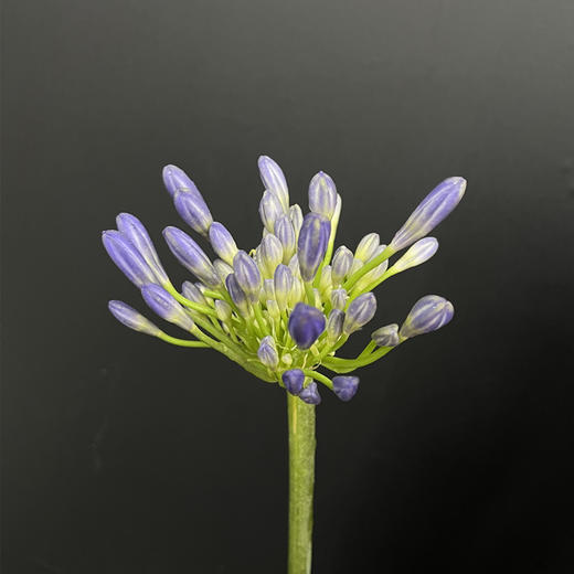 爱情花百子莲10支 商品图9