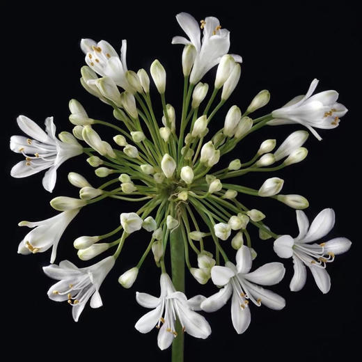 爱情花百子莲10支 商品图7