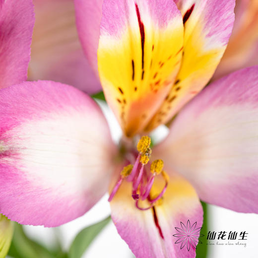 配花 | 六出花紫边 商品图2