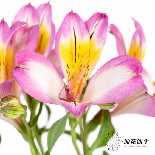 配花 | 六出花紫边 商品图0