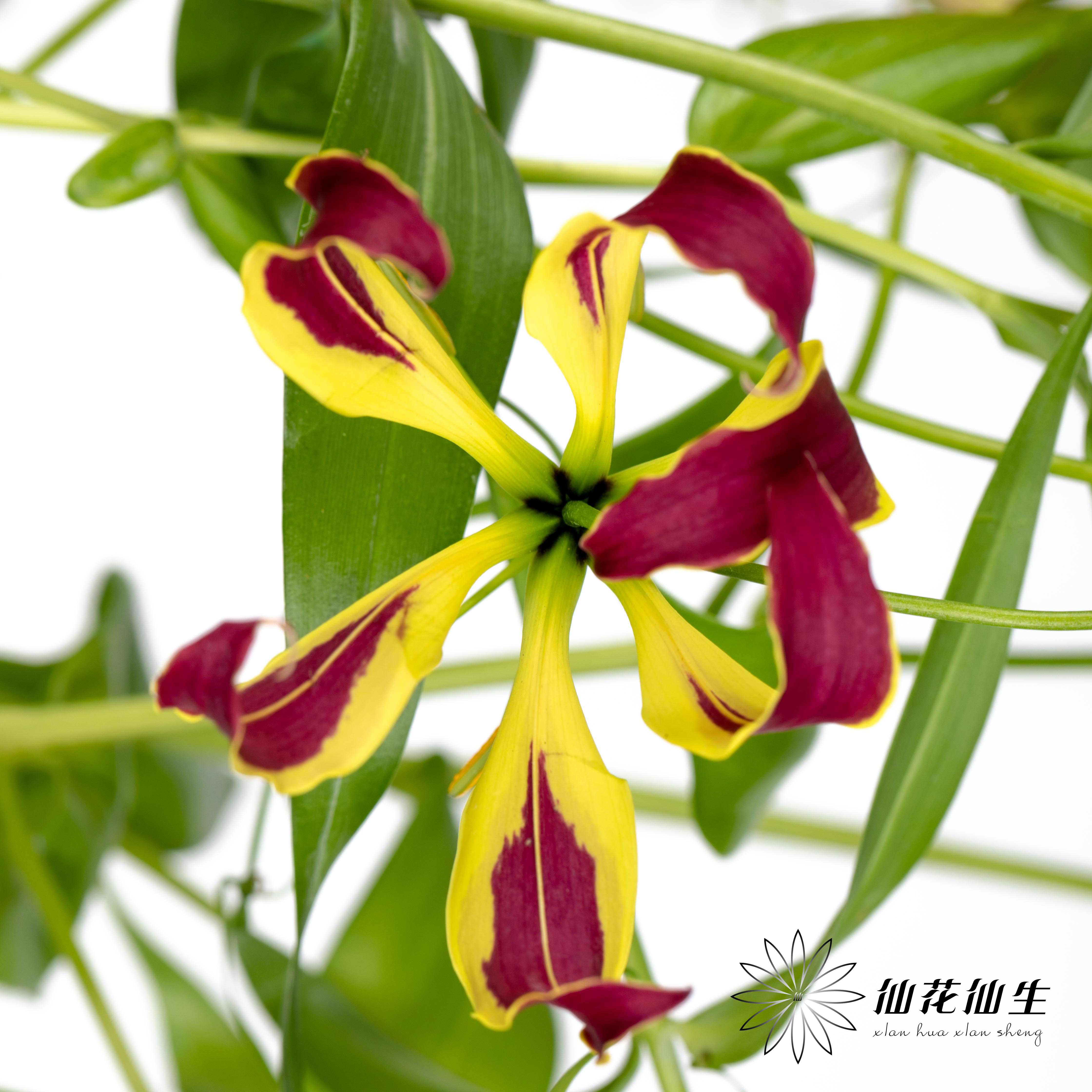 配花 | 嘉兰混色