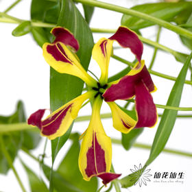 配花 | 嘉兰混色