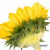 向日葵  |  迷你绿心黄金眼 商品缩略图5