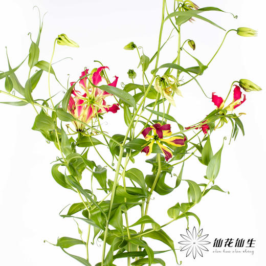 配花 | 嘉兰混色 商品图12