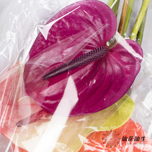 掌 | 混色【5度以下低温地区不建议购买 ，轻微瑕疵不售后】 商品图0