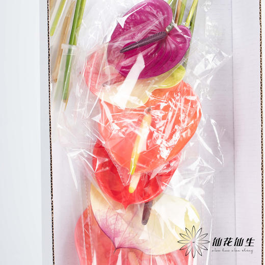 掌 | 混色【5度以下低温地区不建议购买 ，轻微瑕疵不售后】 商品图2