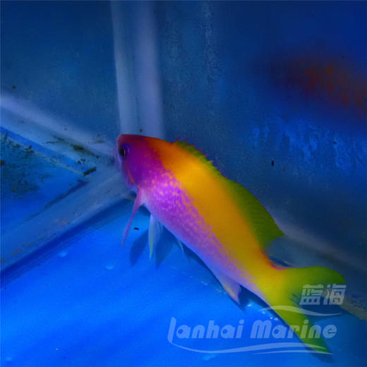 马代金背宝石 商品图5