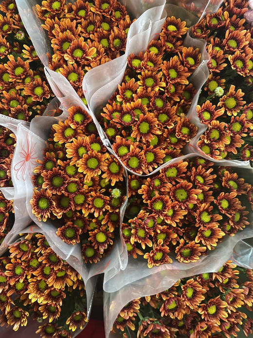 【精品小菊】桔星 10支/扎 商品图4