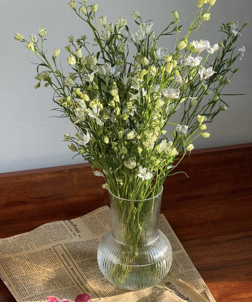 【 自由/热爱生活】小飞燕（单瓣）多色可选  若干枝/扎 商品图5