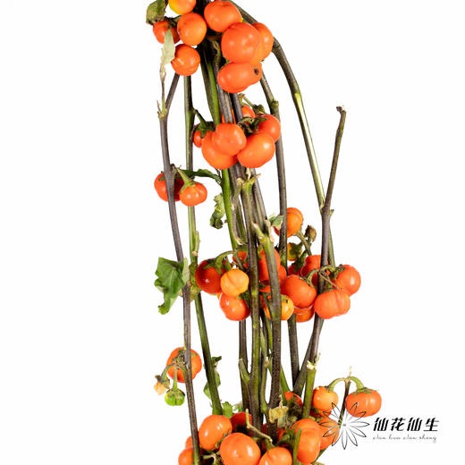 配果 | 小南瓜【易掉果，不售后】 商品图4