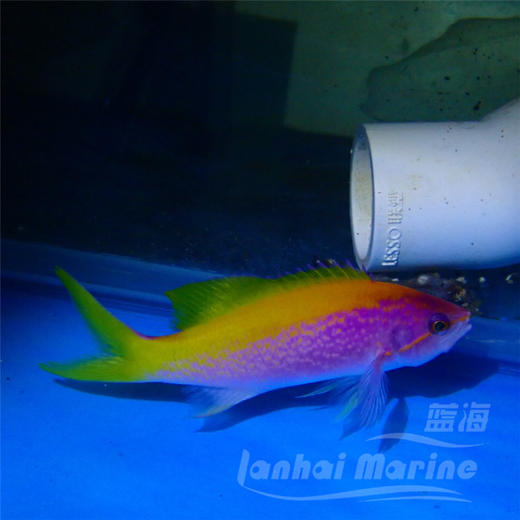 马代金背宝石 商品图2