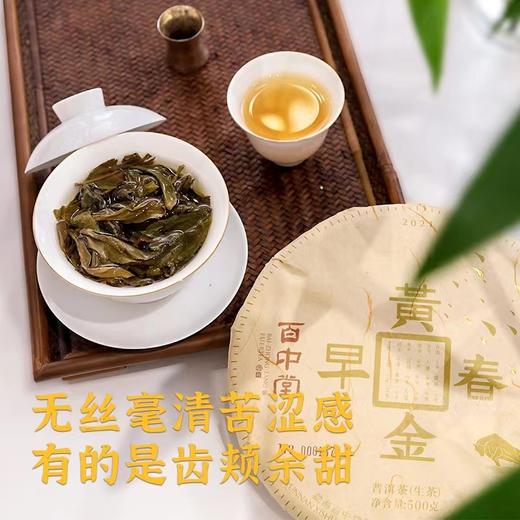 百中堂 2021年黄金春早云南高山普洱生茶饼早春生茶明前500克 商品图4
