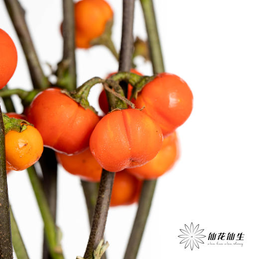 配果 | 小南瓜【易掉果，不售后】 商品图0