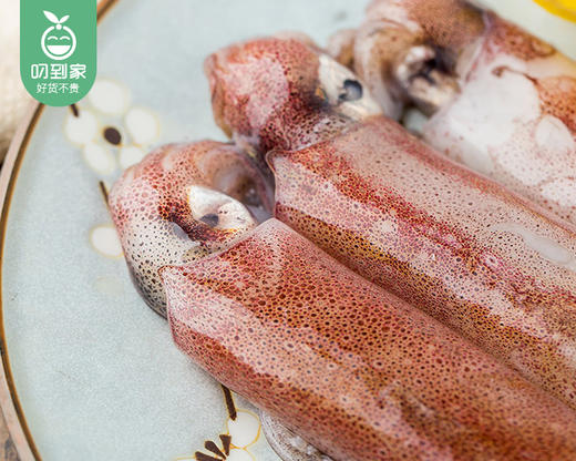 本港拖网鱿鱼（冰鲜）/1份（7-11条，共约400g） 商品图3